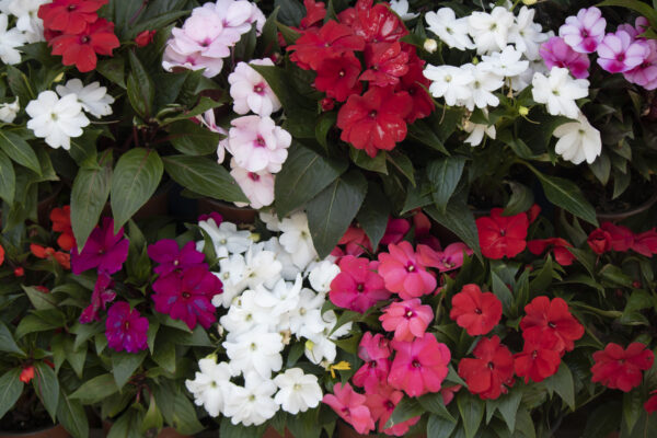 Impatiens Busy Lizzie - Baby Series Mix
