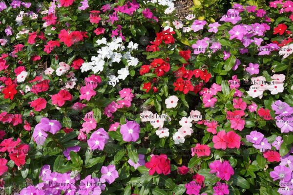 Impatiens Busy Lizzie - Baby Series Mix - Image 2