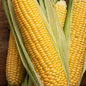 SweetCorn - Incredible F1 (Sweet corn)