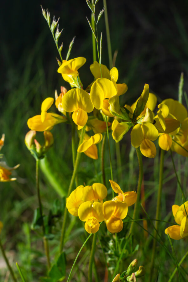 Trefoil Lotus Corniculatus - Birds Foot - Image 2