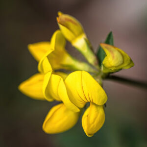 Trefoil Lotus Corniculatus - Birds Foot