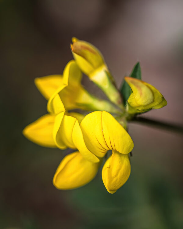 Trefoil Lotus Corniculatus - Birds Foot