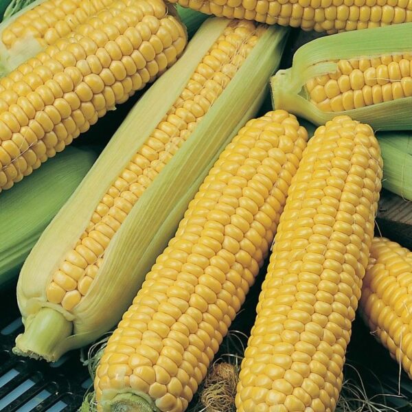 SweetCorn - Incredible F1 (Sweet corn) - Image 2