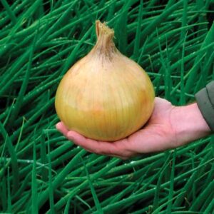 Onion - Exhibition