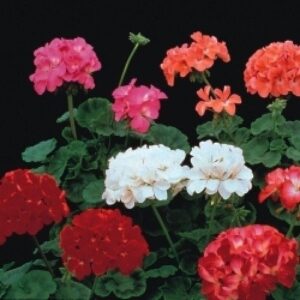Geranium - F2 Colorama Mix