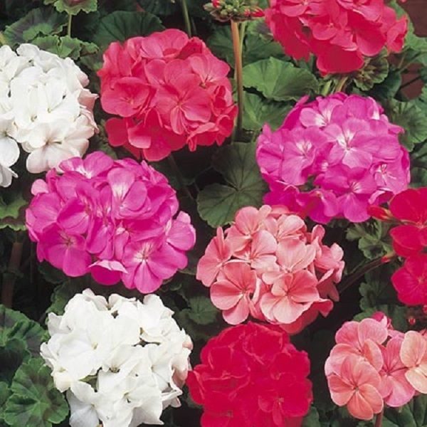 Geranium - F2 Colorama Mix - Image 2