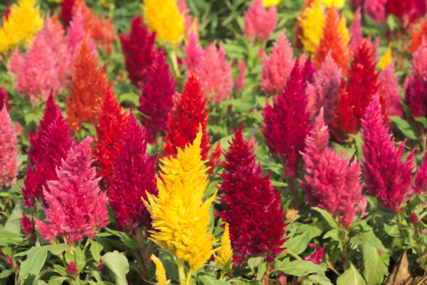 Cockscomb (Pampass Plume) - Celosia Argentea Plumosa - Image 2