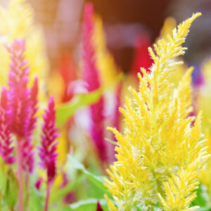 Cockscomb (Pampass Plume) - Celosia Argentea Plumosa