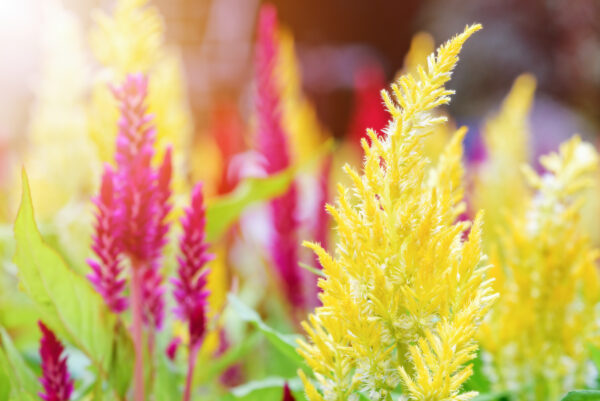 Cockscomb (Pampass Plume) - Celosia Argentea Plumosa