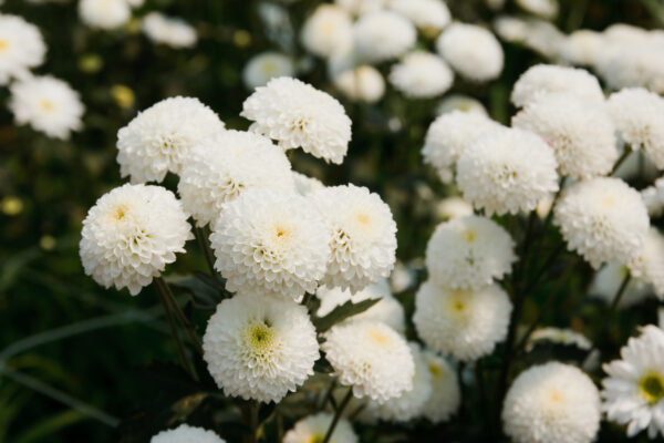 Chrysanthemum Snow Ball - Image 2