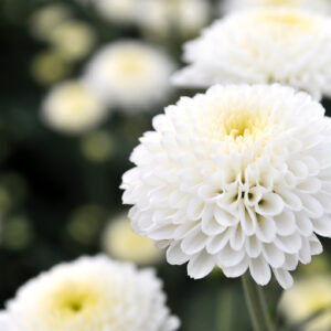 Chrysanthemum Snow Ball