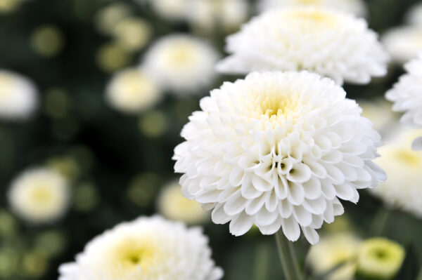 Chrysanthemum Snow Ball