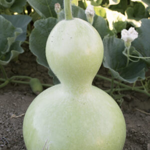 Gourd Large Bottle