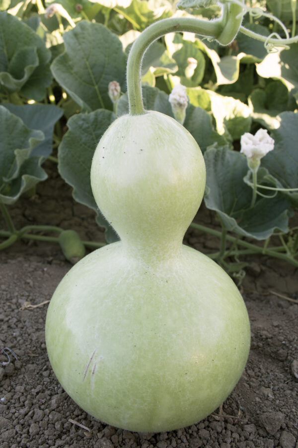Gourd Large Bottle