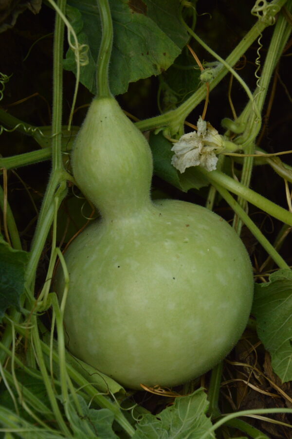 Gourd Large Bottle - Image 2