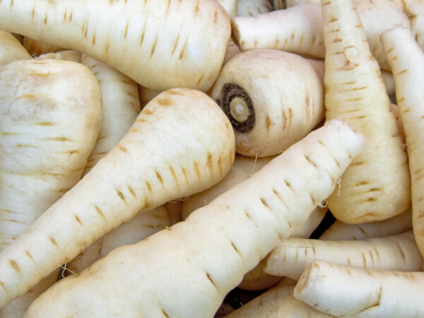 Parsnip White Gem
