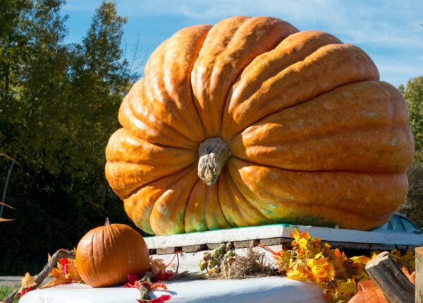 Pumpkin - Dills Atlantic Giant Larger Seeds - Image 2