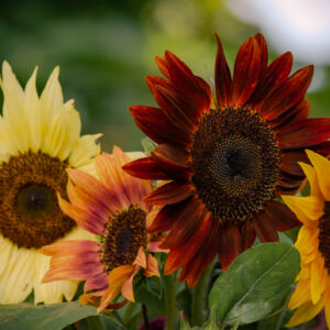 Organic Sunflower – Autumn Beauty