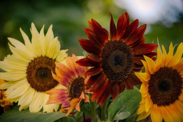 Organic Sunflower – Autumn Beauty