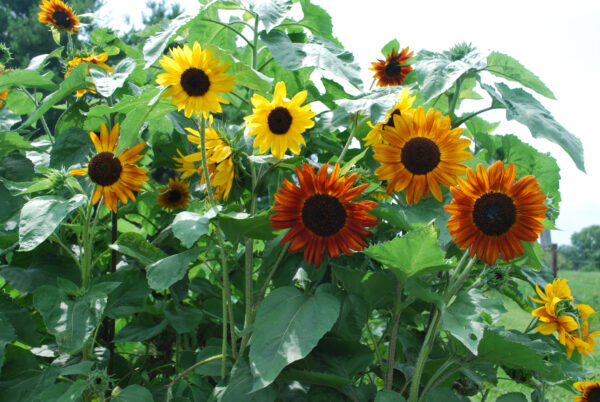 Organic Sunflower – Autumn Beauty - Image 2