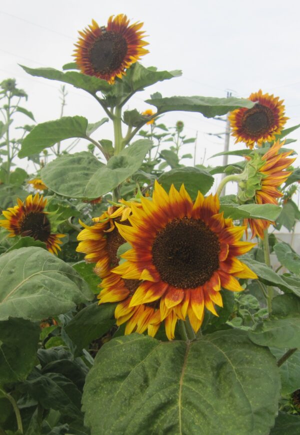 Organic Sunflower – Autumn Beauty - Image 3