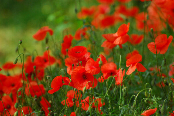 Corn Red Field Poppy Flanders Papaver Rhoeas