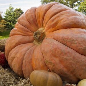 Pumpkin - Dills Atlantic Giant Larger Seeds