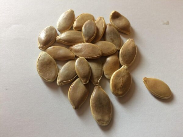 Pumpkin - Dills Atlantic Giant Larger Seeds - Image 3