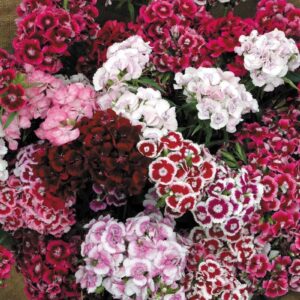 Sweet William Auricula Eyed