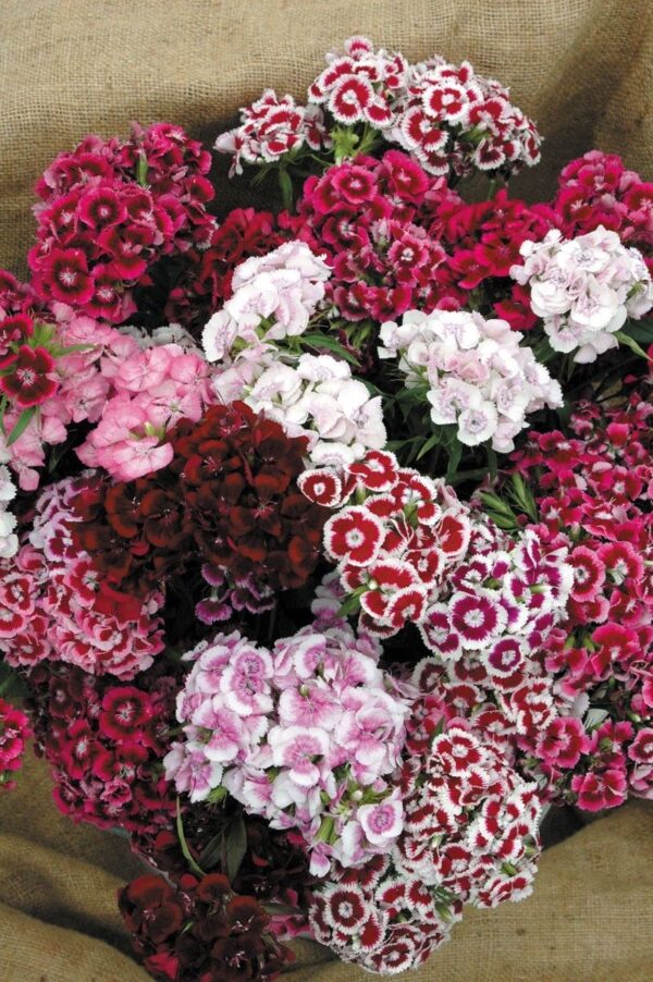 Sweet William Auricula Eyed