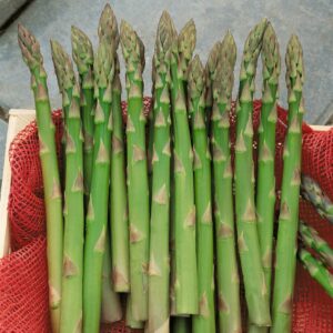 A splay of green asparagus spears with textured tips on a red netted material