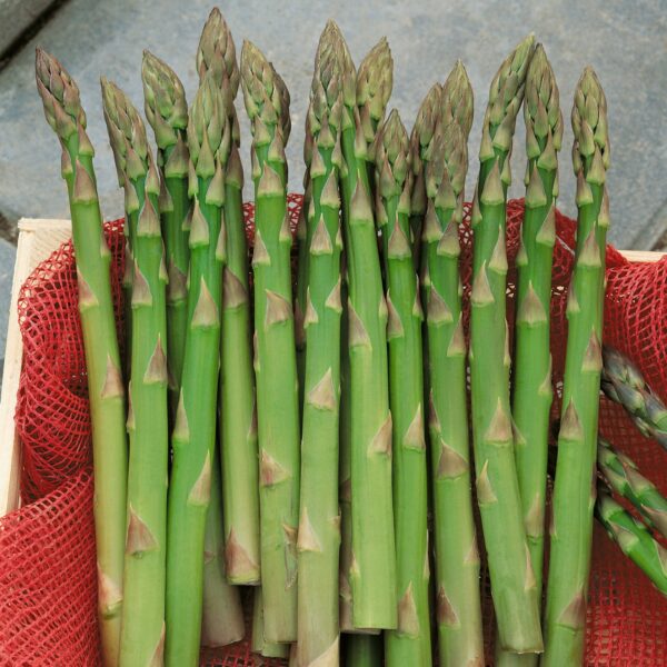 A splay of green asparagus spears with textured tips on a red netted material
