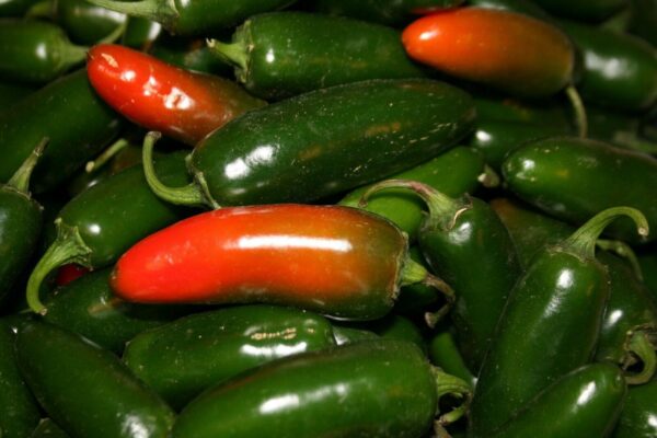 Hot Chilli Pepper Jalapeno M