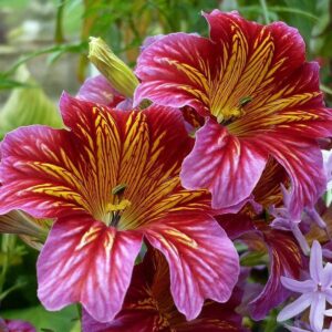 Salpiglossis Sinuata Superbissima Mix