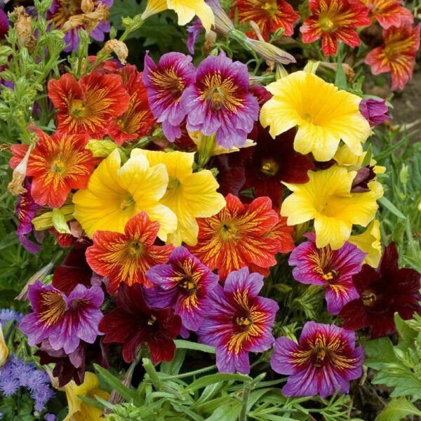 Salpiglossis Sinuata Superbissima Mix - Image 2