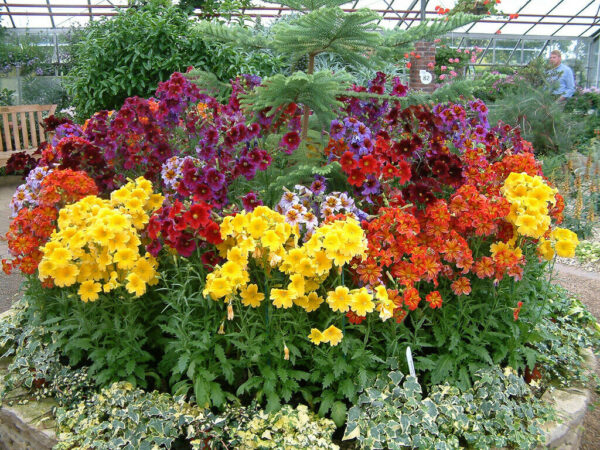 Salpiglossis Sinuata Superbissima Mix - Image 3