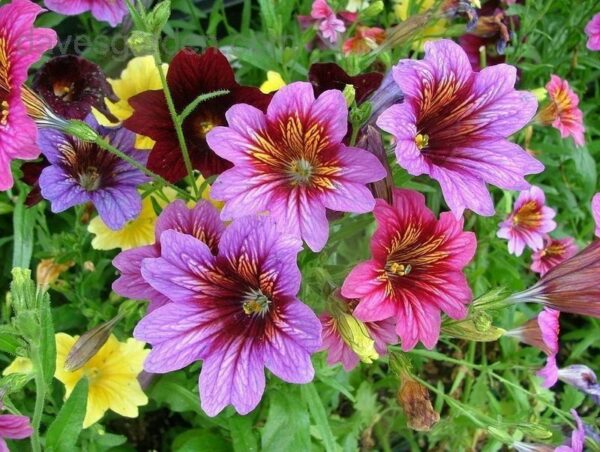 Salpiglossis Sinuata Superbissima Mix - Image 4
