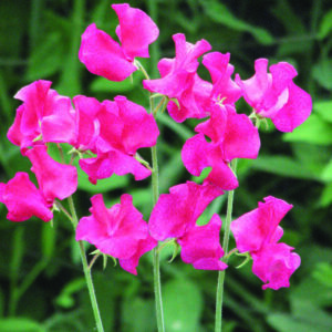 Sweet Pea Lipstick
