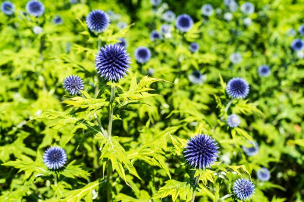 Echinops Ritro - Metallic Blue  - Image 2