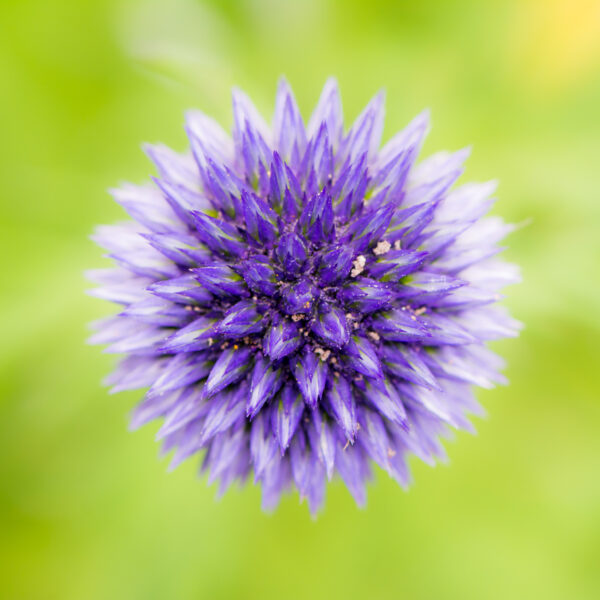 Echinops Ritro - Metallic Blue  - Image 3