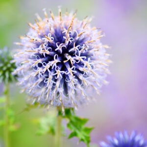 Echinops Ritro - Metallic Blue 