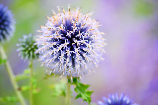 Echinops Ritro - Metallic Blue 