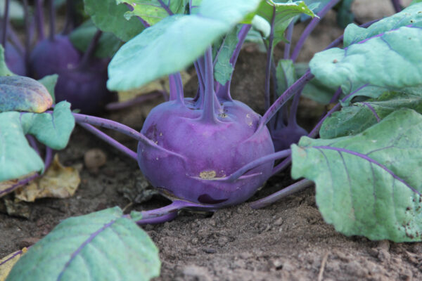 Kohlrabi - Purple Vienna
