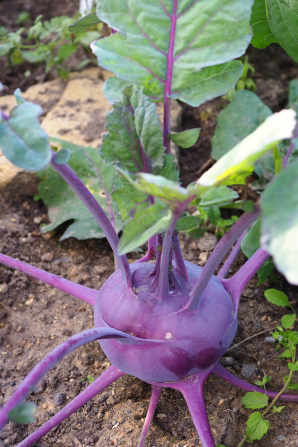Kohlrabi - Purple Vienna - Image 2