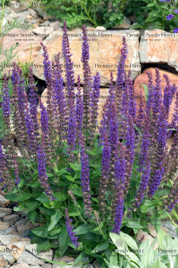 Salvia Nemorosa - Violet Queen - Image 3