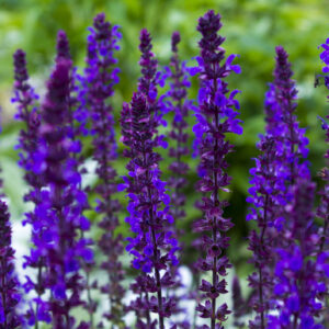 Salvia Nemorosa - Violet Queen