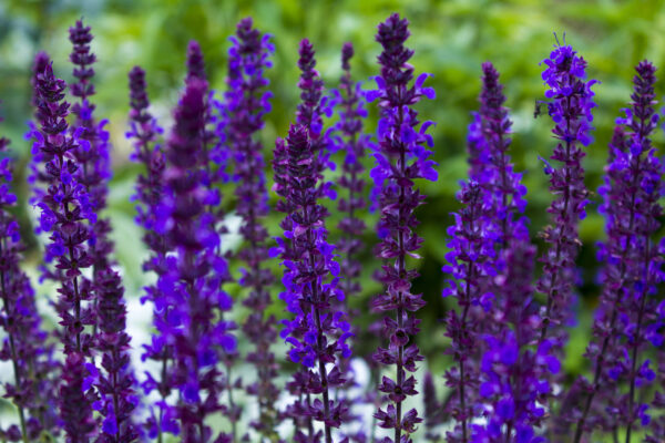 Salvia Nemorosa - Violet Queen