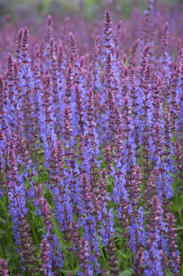 Salvia Nemorosa - Violet Queen - Image 2