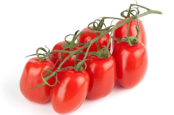 TOMATO DAVIS UC 82 - Image 2