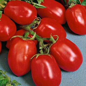 TOMATO DAVIS UC 82